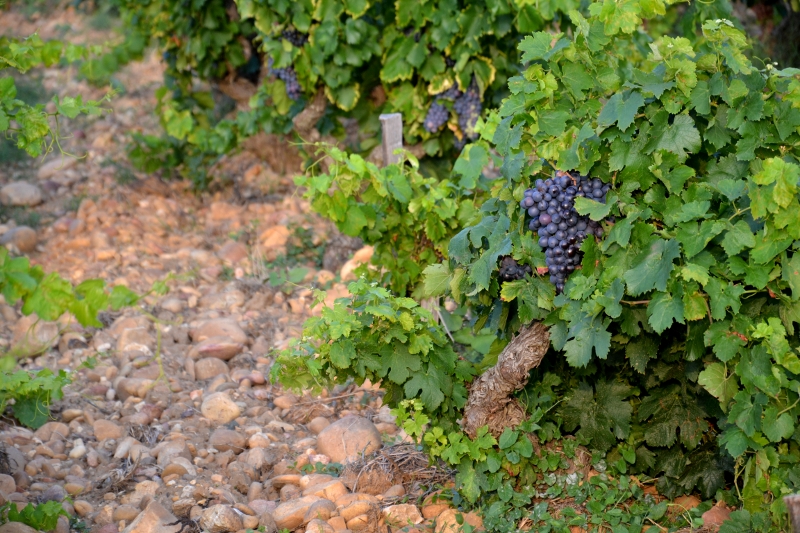 Châteauneuf-du-Pape.